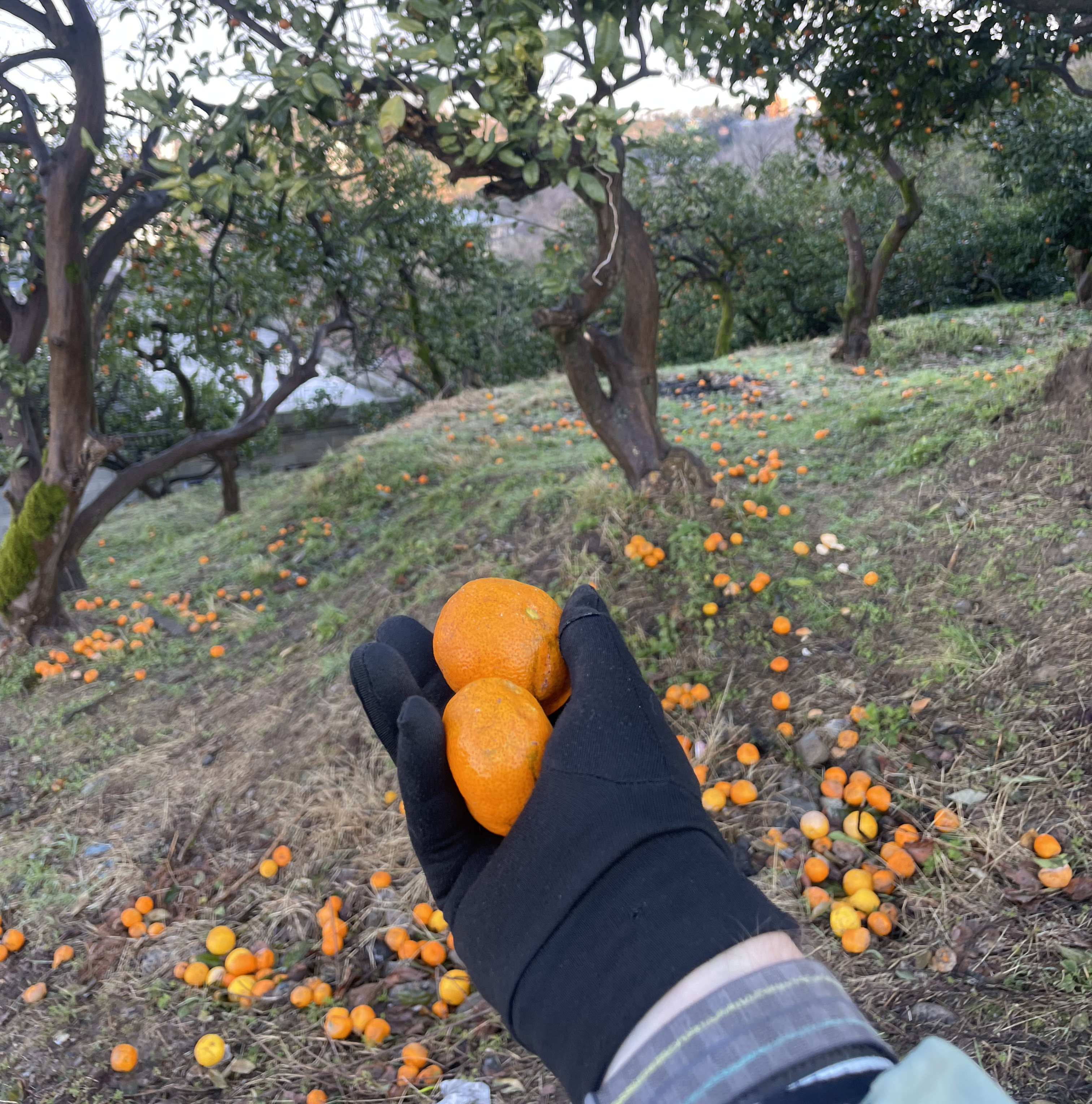 Week 8 - Batumi trip